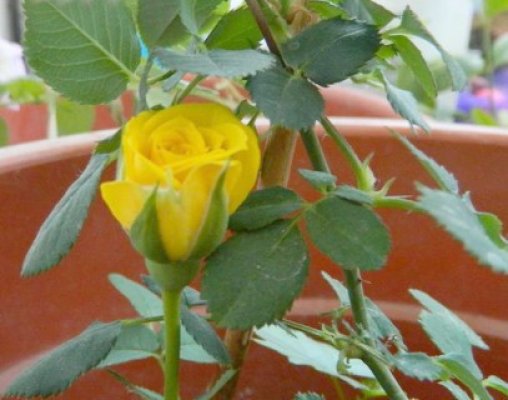 Afacerea cu roze, un venit decent pentru o familie